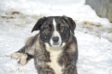 RIA, Hund, Mischlingshund in Rumänien - Bild 2