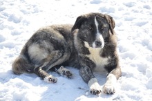 RIA, Hund, Mischlingshund in Rumänien - Bild 3