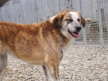 ALLA, Hund, Mischlingshund in Rumänien - Bild 1