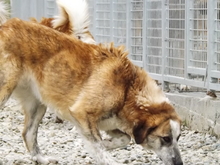 ALLA, Hund, Mischlingshund in Rumänien - Bild 2