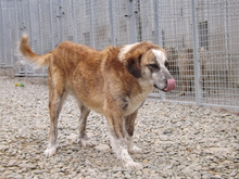 ALLA, Hund, Mischlingshund in Rumänien - Bild 3