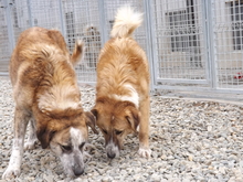 ALLA, Hund, Mischlingshund in Rumänien - Bild 5