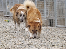 ALLA, Hund, Mischlingshund in Rumänien - Bild 6