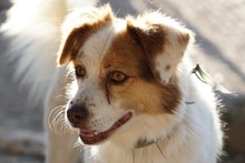 HELENA, Hund, Mischlingshund in Italien - Bild 1
