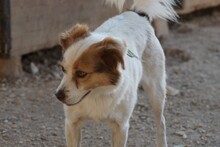 HELENA, Hund, Mischlingshund in Italien - Bild 11