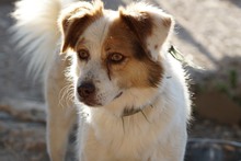 HELENA, Hund, Mischlingshund in Italien - Bild 2