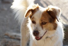HELENA, Hund, Mischlingshund in Italien - Bild 4