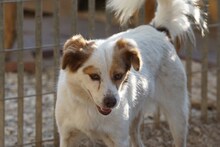 HELENA, Hund, Mischlingshund in Italien - Bild 5
