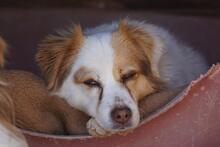 HELENA, Hund, Mischlingshund in Italien - Bild 8