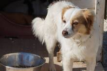 HELENA, Hund, Mischlingshund in Italien - Bild 9