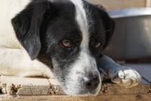 LUIGI, Hund, Mischlingshund in Italien - Bild 10