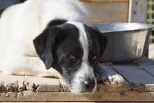 LUIGI, Hund, Mischlingshund in Italien - Bild 15