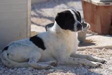 LUIGI, Hund, Mischlingshund in Italien - Bild 19