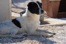 LUIGI, Hund, Mischlingshund in Italien - Bild 21
