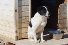 LUIGI, Hund, Mischlingshund in Italien - Bild 27
