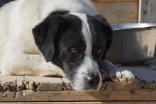 LUIGI, Hund, Mischlingshund in Italien - Bild 30