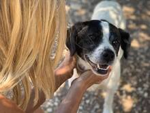 LUIGI, Hund, Mischlingshund in Italien - Bild 7
