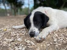 LUIGI, Hund, Mischlingshund in Italien - Bild 8