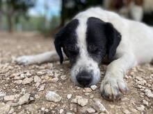 LUIGI, Hund, Mischlingshund in Italien - Bild 9