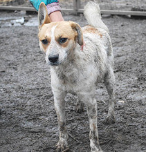 RUBY, Hund, Mischlingshund in Ungarn - Bild 11