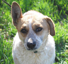 RUBY, Hund, Mischlingshund in Ungarn - Bild 2