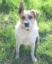 RUBY, Hund, Mischlingshund in Ungarn - Bild 3