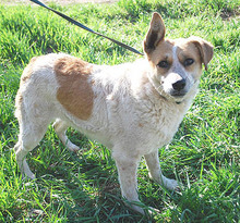 RUBY, Hund, Mischlingshund in Ungarn - Bild 4