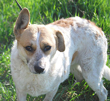 RUBY, Hund, Mischlingshund in Ungarn - Bild 5