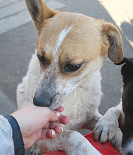 RUBY, Hund, Mischlingshund in Ungarn - Bild 6