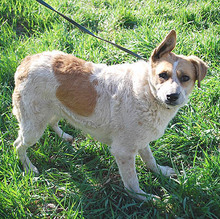 RUBY, Hund, Mischlingshund in Ungarn - Bild 7