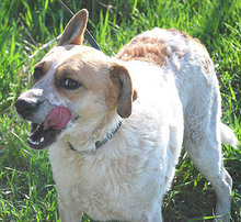 RUBY, Hund, Mischlingshund in Ungarn - Bild 8