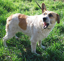RUBY, Hund, Mischlingshund in Ungarn - Bild 9