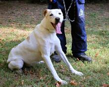 ANASTASIA, Hund, Mischlingshund in Italien - Bild 4