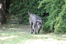 ARKELL, Hund, Cane Corso in Italien - Bild 2
