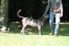 ARKELL, Hund, Cane Corso in Italien - Bild 4