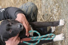 MINEA, Hund, Labrador-Mix in Rumänien - Bild 1