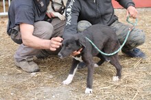 MINEA, Hund, Labrador-Mix in Rumänien - Bild 3