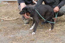 MINEA, Hund, Labrador-Mix in Rumänien - Bild 4