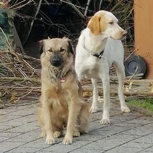 MISIA, Hund, Mischlingshund in Dombühl - Bild 3