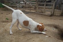 FAJITA, Hund, Mischlingshund in Griechenland - Bild 3