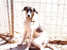 ARAN, Hund, Mischlingshund in Spanien - Bild 10