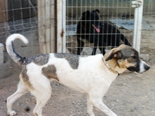 ARAN, Hund, Mischlingshund in Spanien - Bild 2