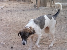 ARAN, Hund, Mischlingshund in Spanien - Bild 3