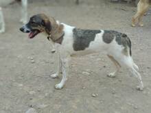 ARAN, Hund, Mischlingshund in Spanien - Bild 4