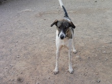 ARAN, Hund, Mischlingshund in Spanien - Bild 5