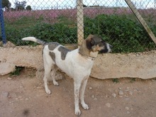ARAN, Hund, Mischlingshund in Spanien - Bild 6
