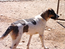 ARAN, Hund, Mischlingshund in Spanien - Bild 7