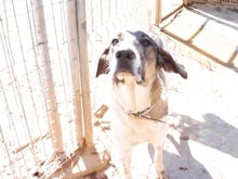 ARAN, Hund, Mischlingshund in Spanien - Bild 8