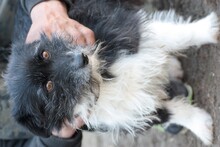 NAJEE, Hund, West Highland White Terrier-Mix in Rumänien - Bild 1
