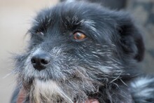 NAJEE, Hund, West Highland White Terrier-Mix in Rumänien - Bild 2